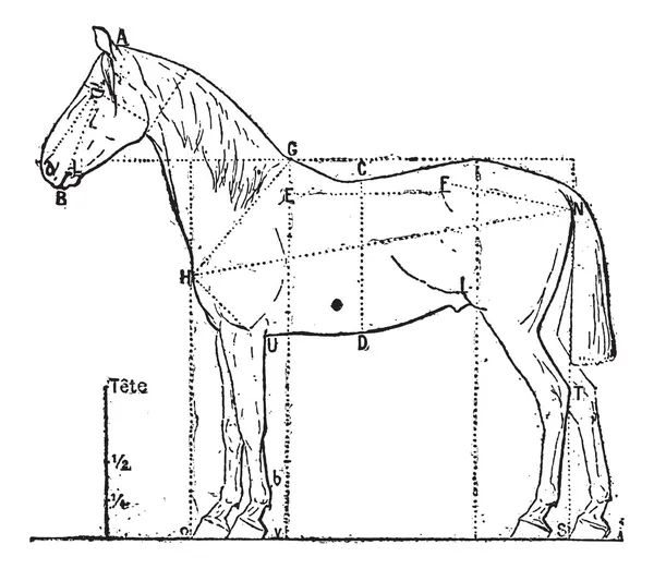 Proportions of the horse, vintage engraving. — Stock Vector