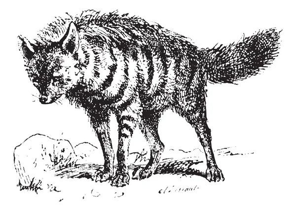 Aardwolf o Proteles cristata, grabado vintage . — Vector de stock