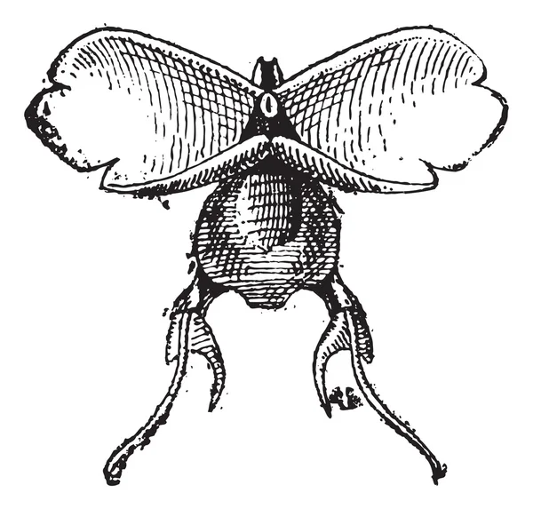 Pteropod of pteropoda, vintage gravure. — Stockvector