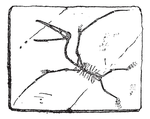 Pterodactyl veya Pterozorlar, antika gravür. — Stok Vektör