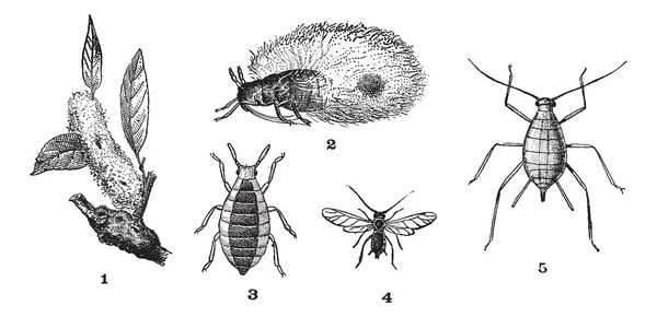 Les pucerons ou les poux des plantes, 1. Woolly adelgid. 2. Woolly adelgid. 3. R — Image vectorielle