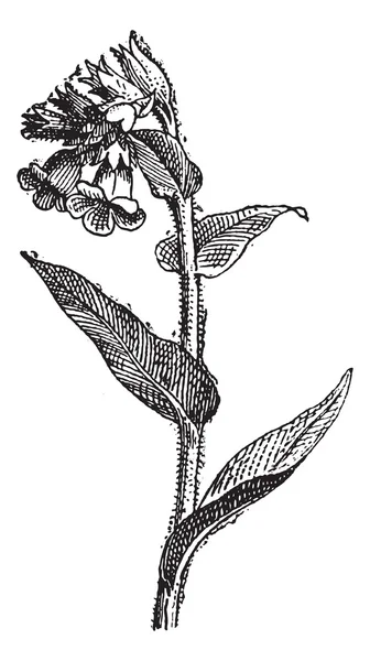Pulmonaria tachetée ou lungwort, gravure vintage . — Image vectorielle