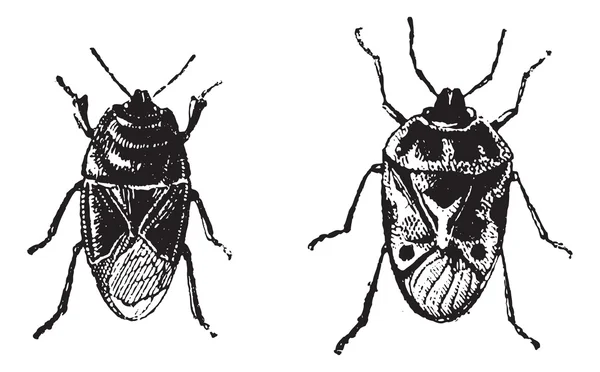 Bug noir, Orne Bug, gravure vintage . — Image vectorielle