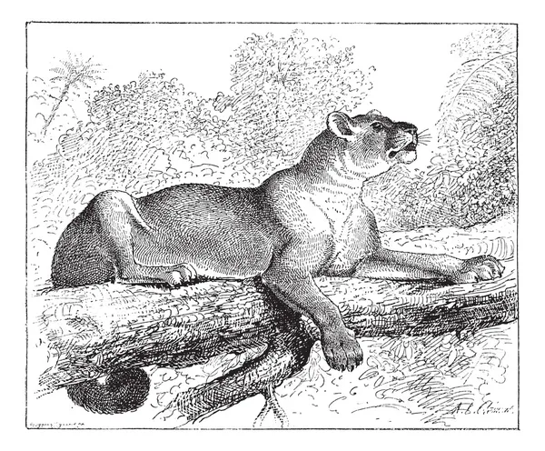 Puma or cougar, vintage engraving. — Stock Vector
