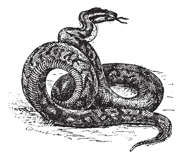 Gravure vintage Python — Image vectorielle