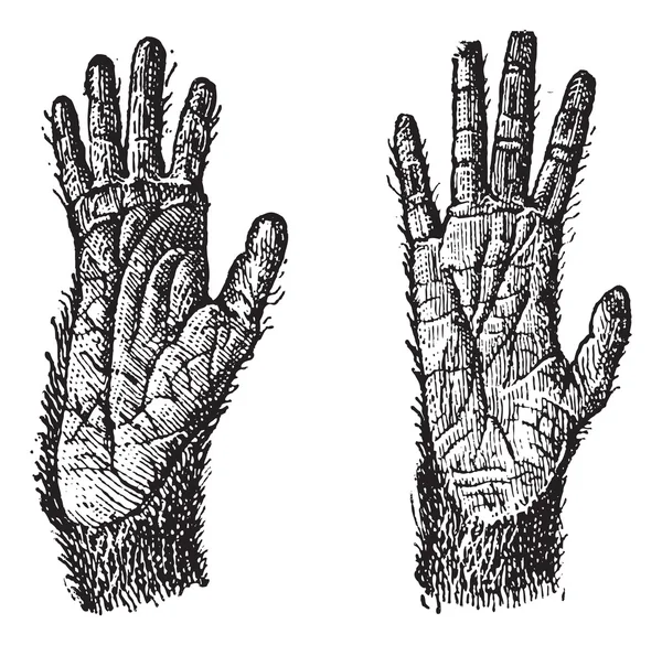 两只手的 quadrumana 的灵长类动物复古雕刻 — 图库矢量图片