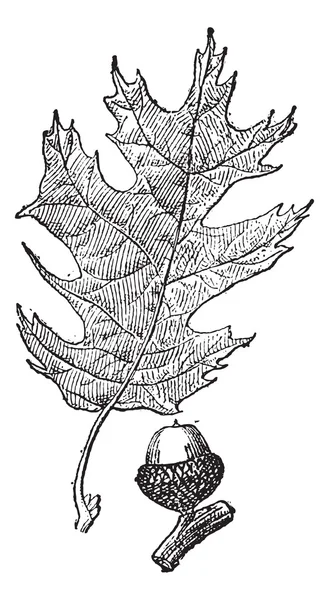 Carvalho preto ou Quercus velutina gravura vintage — Vetor de Stock