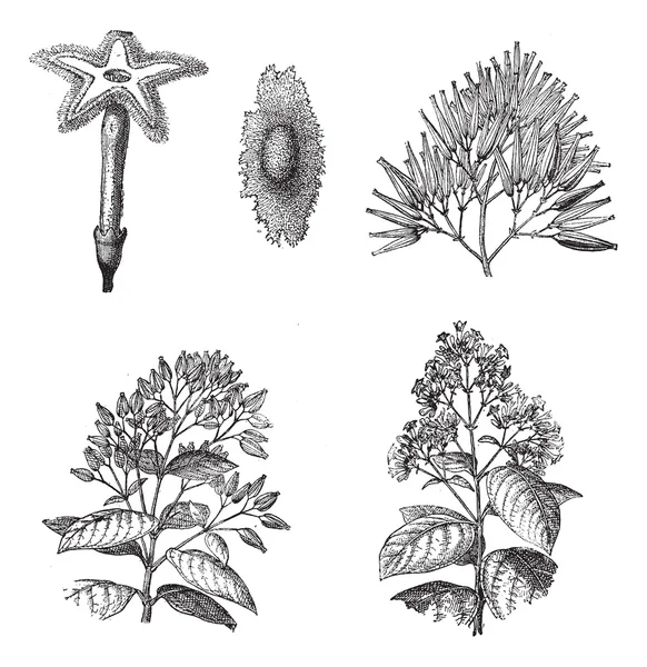 Três espécies diferentes de Cinchona planta vintage gravura — Vetor de Stock