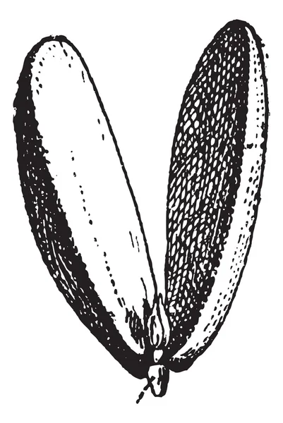 Radicle of Almond vintage engraving — Stock Vector