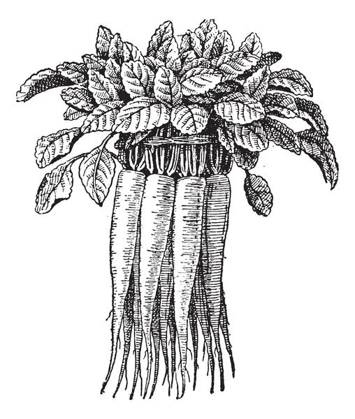 Campanula rapunculus ou Rampion Bellflower gravura do vintage — Vetor de Stock