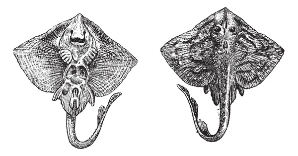 Grabado vintage Thornback ray o Raja clavata — Archivo Imágenes Vectoriales