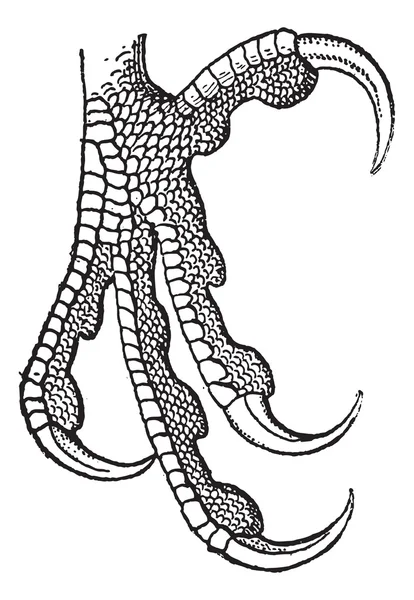 Καρτέλα Raptor, πόδι ή γεράκι, vintage Χαρακτική. — Διανυσματικό Αρχείο