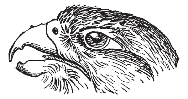 Rapacious Falcon headed, vintage engraving. — Stock Vector