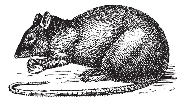 Крыса изолированы на белом фоне, винтажная гравировка . — стоковый вектор