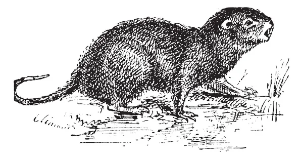 Water Rat, gravure vintage . — Image vectorielle