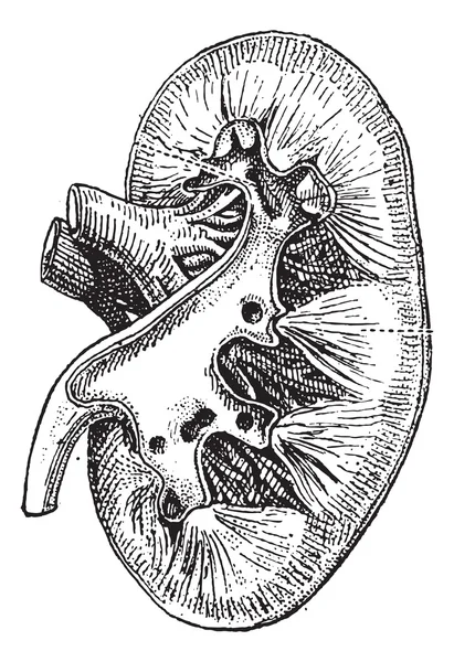Lidské ledviny, vintage gravírování. — Stockový vektor