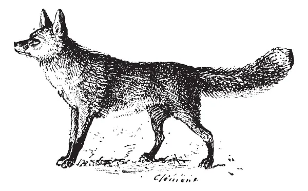 Fox, gravure vintage . — Image vectorielle