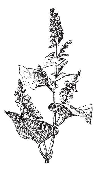 Кнотвид или Полигонум, винтажная гравировка . — стоковый вектор