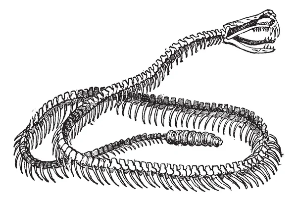 Reptil, Esqueleto de serpiente de cascabel, grabado vintage . — Vector de stock