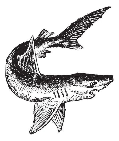 화이트, 빈티지 조각에 고립 된 상어. — 스톡 벡터