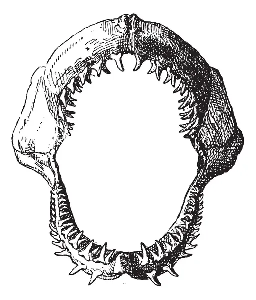 Mâchoire de requin, gravure vintage . — Image vectorielle
