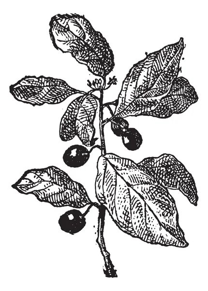 Rhamnus or Buckthorns, vintage engraving. — Stock Vector
