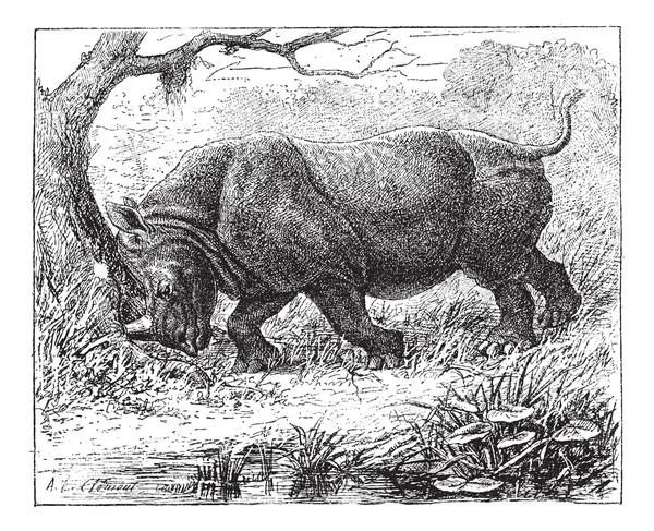 Rhinoceros, vintage gravírování. — Stockový vektor