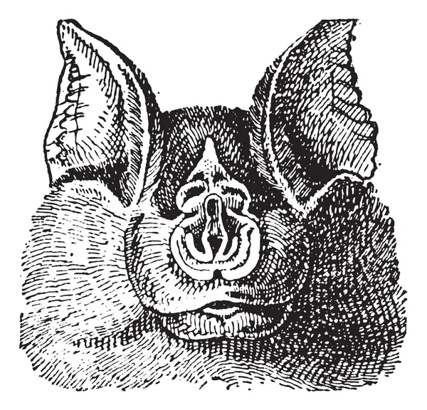 Chauves-souris en fer à cheval (Rhinolophidae), gravure vintage . — Image vectorielle