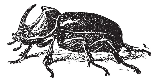 European Rhinoceros beetle (Oryctes nasicornis), vintage engravi — Stock Vector