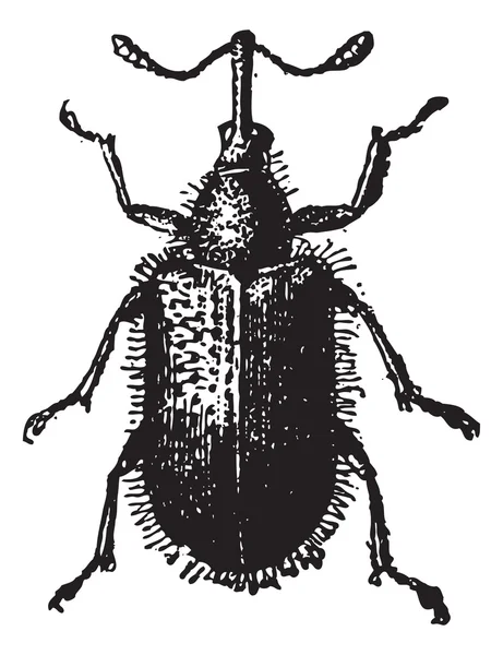 Rhynchites 甲虫孤立有关白色的复古雕刻. — 图库矢量图片