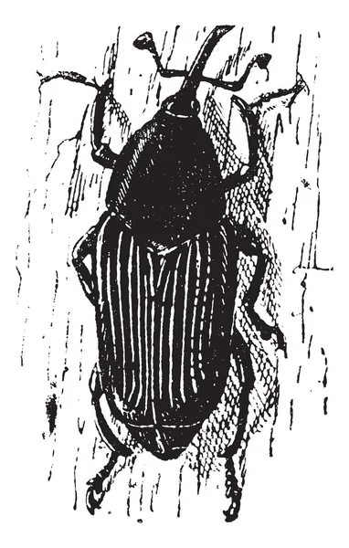 Rhynchophorus ferrugineus o picudo de palma roja, grabado vintage . — Archivo Imágenes Vectoriales