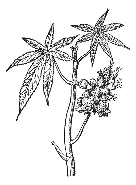Κάστορας κοινή ή φυτό καστορέλαιο, vintage Χαρακτική. — Διανυσματικό Αρχείο
