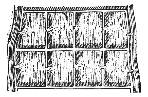 Rice field or Paddy field, vintage engraving. — Stockový vektor