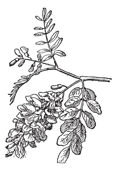 Robinia, винтажная гравировка . — стоковый вектор
