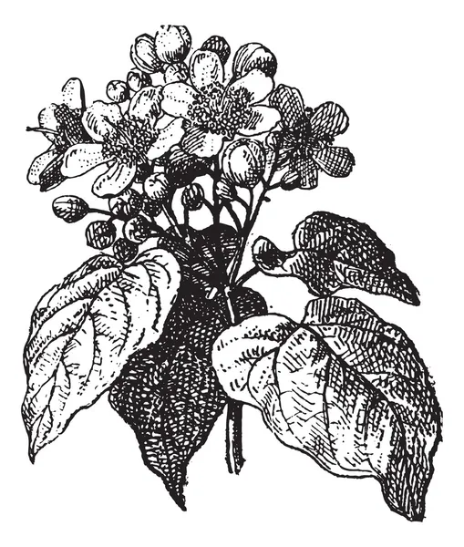 Annatto of achiote (Orleaanboom), vintage gravure. — Stockvector