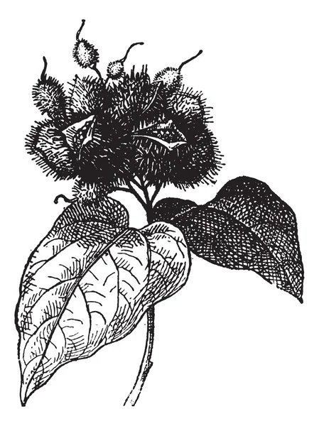 Annatto (фрукты) или Roucou, винтажная гравировка . — стоковый вектор