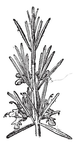 Romero o Rosmarinus officinalis, grabado vintage . — Vector de stock