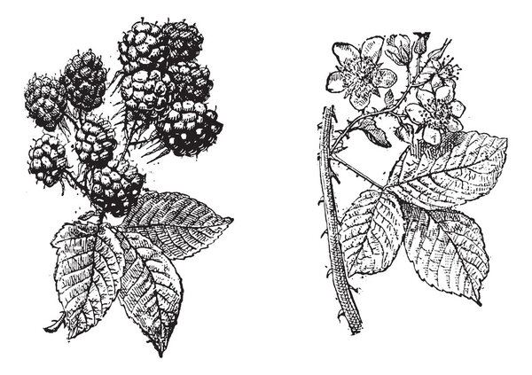 Blackberry flower, Blackberry fruit, vintage enving
.