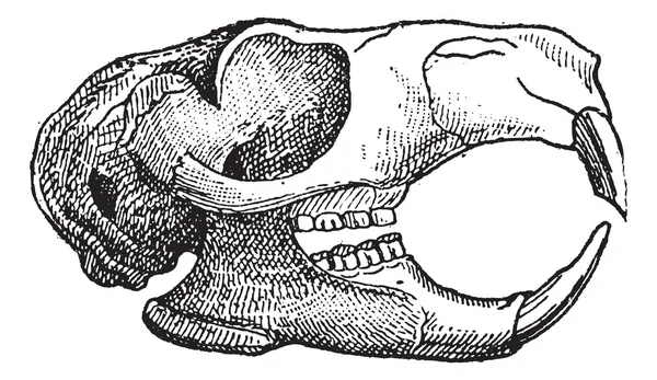 Roedor, mandíbula de una ardilla, grabado vintage . — Archivo Imágenes Vectoriales