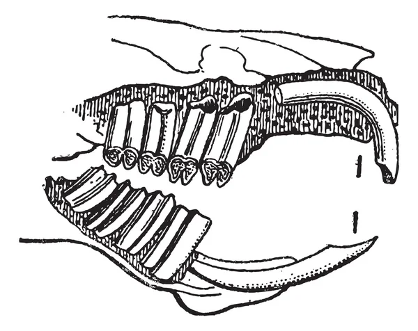 Roedor, mandíbula de cobaya, grabado vintage . — Archivo Imágenes Vectoriales