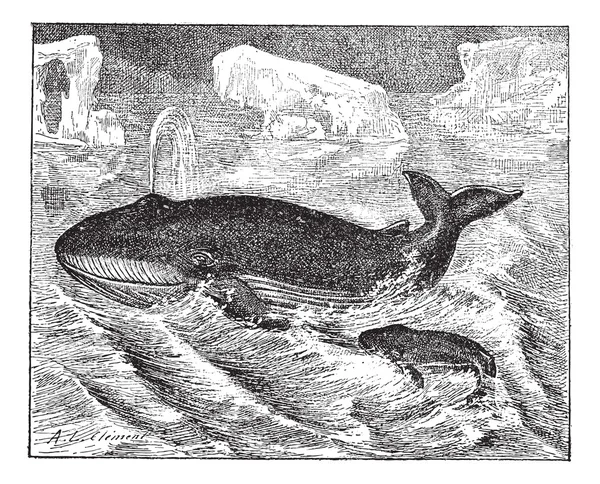 海で鯨ビンテージ彫刻. — ストックベクタ