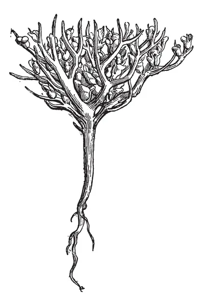 Rose de Jéricho ou plante dinosaure, gravure vintage . — Image vectorielle