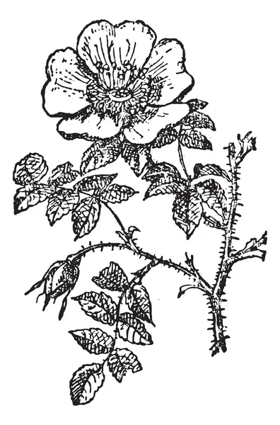 Rose of Provins, vintage engraving. — Stock Vector