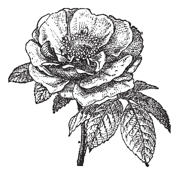 Rose de Provins, gravure vintage . — Image vectorielle
