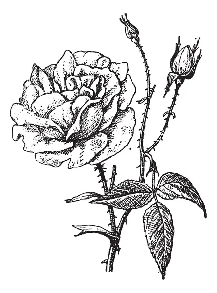 Бенгальская роза, винтажная гравировка . — стоковый вектор