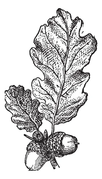 Acorn o nuez de roble con hojas, grabado vintage . — Vector de stock