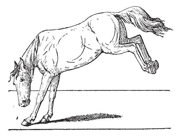 Paard kick, vintage gravure. — Stockvector