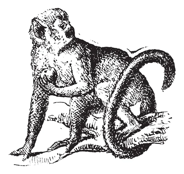 Macaco-esquilo ou Saimiri, gravura vintage . —  Vetores de Stock