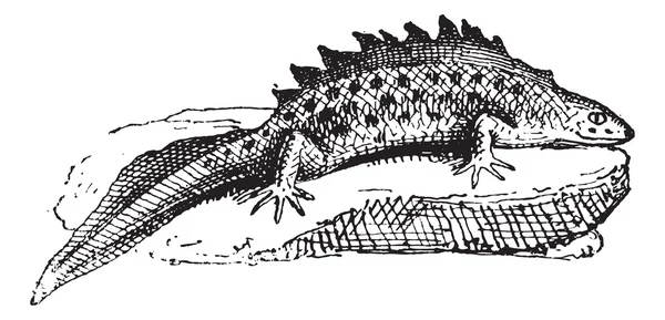 Саламандра, винтажная гравировка . — стоковый вектор