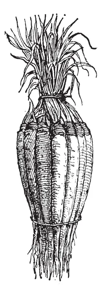 Salsifis blanc ou Tragopogon, gravure vintage . — Image vectorielle
